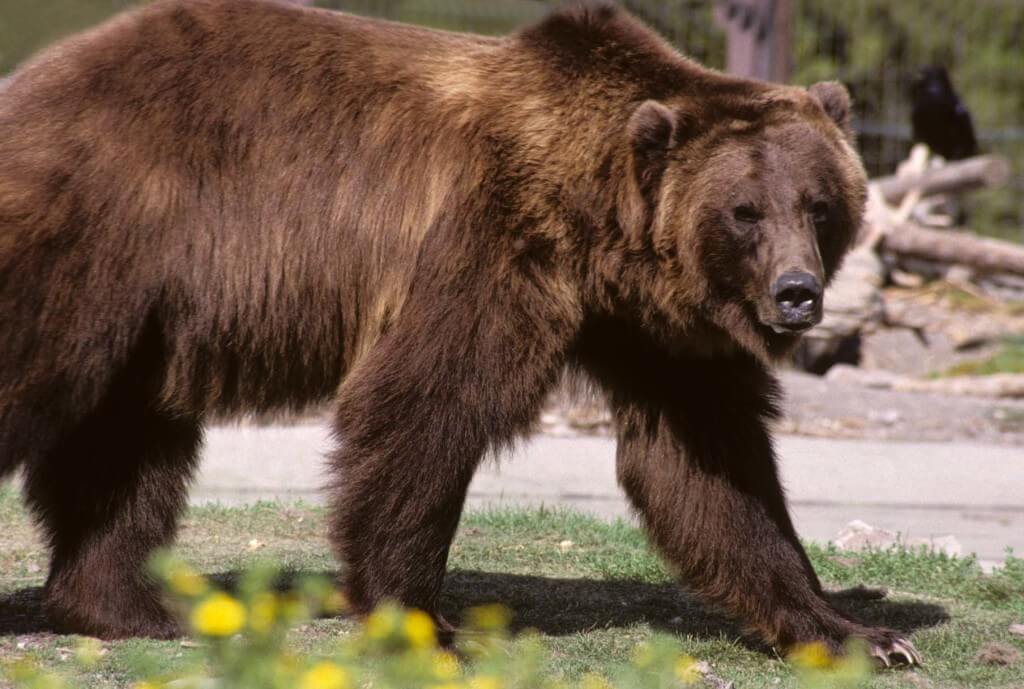 Grizzly1