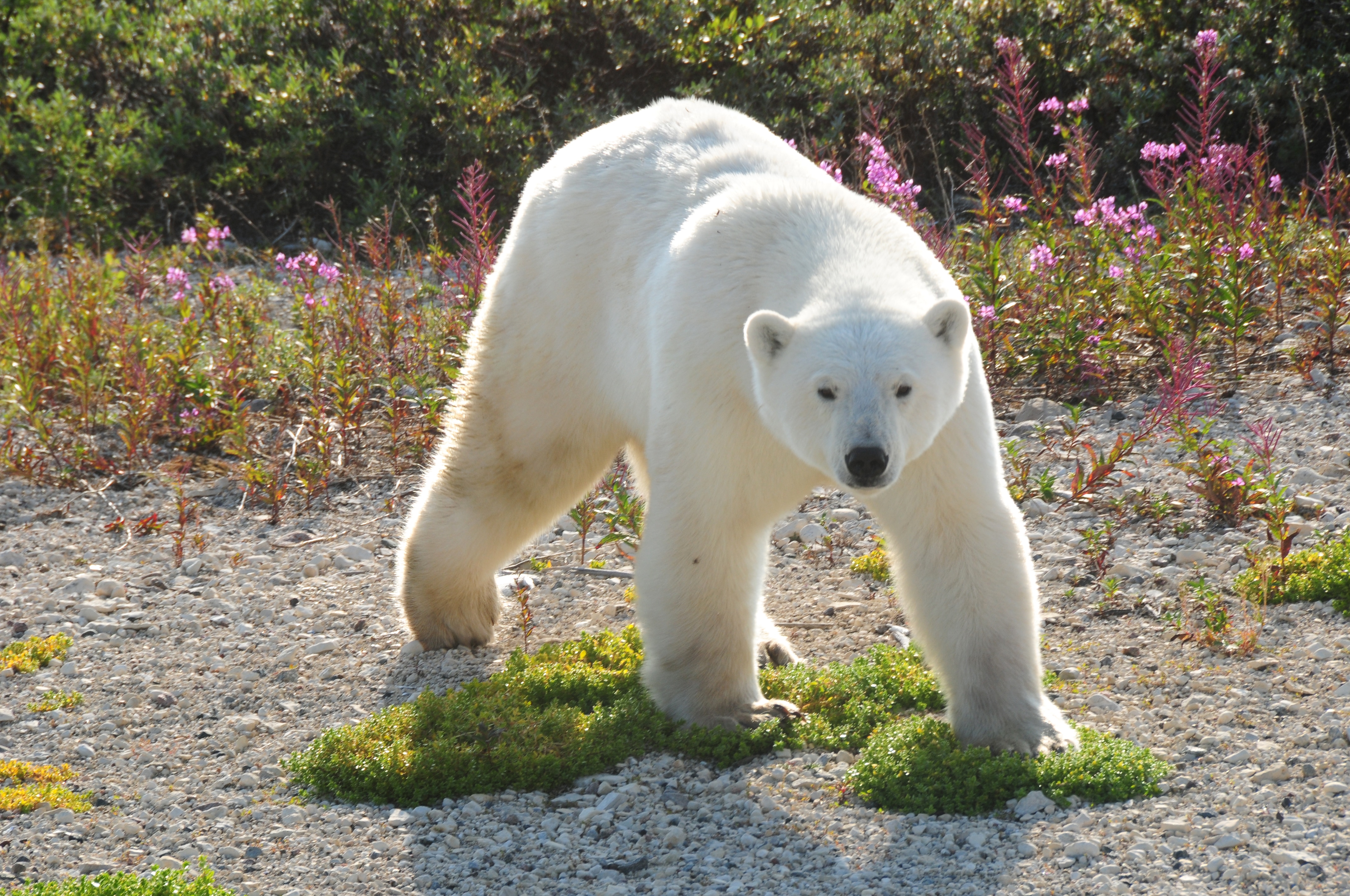 מגדיר בעלי חיים - ארה"ב וקנדה - דוב קוטב