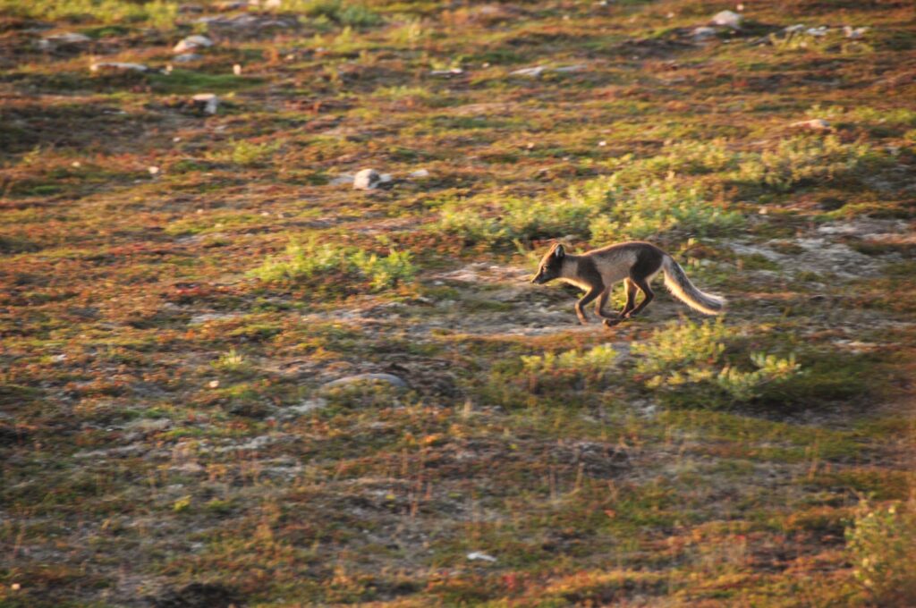 דובי קוטב שועל קוטב
