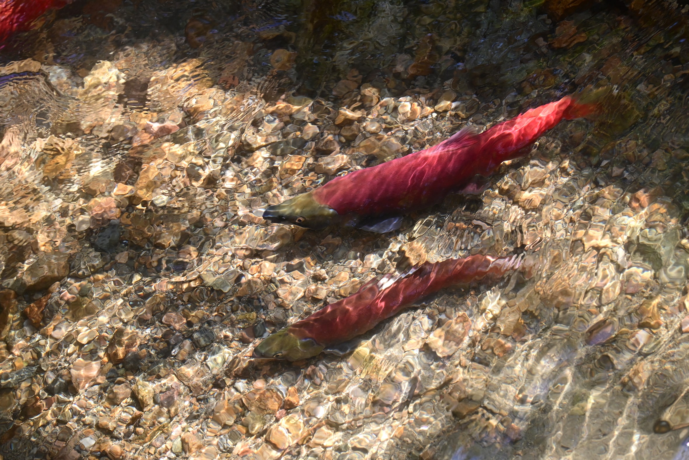 קלונה ועמק אוקנגן - קנדה אחרת - דגי סלמון
